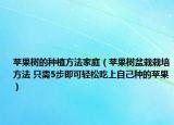 苹果树的种植方法家庭（苹果树盆栽栽培方法 只需5步即可轻松吃上自己种的苹果）