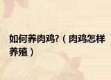 如何养肉鸡?（肉鸡怎样养殖）
