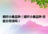 粗杆小麦品种（矮杆小麦品种 你能分得清吗）