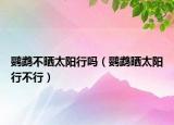鹦鹉不晒太阳行吗（鹦鹉晒太阳行不行）