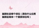 脚踝处是哪个部位（踝在什么位置 脚踝是身体一个重要部位吗）