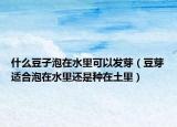 什么豆子泡在水里可以发芽（豆芽适合泡在水里还是种在土里）
