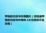 甲珠的功效与作用图片（你知道甲珠的功效与作用吗 4大功效你不容忽视）
