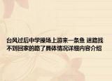 台风过后中学操场上游来一条鱼 迷路找不到回家的路了具体情况详细内容介绍
