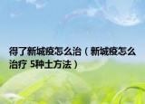 得了新城疫怎么治（新城疫怎么治疗 5种土方法）