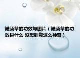 鳢肠草的功效与图片（鳢肠草的功效是什么 没想到竟这么神奇）