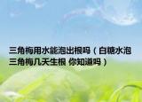 三角梅用水能泡出根吗（白糖水泡三角梅几天生根 你知道吗）