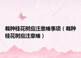 栽种桂花树应注意啥事项（栽种桂花树应注意啥）