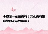 金银花一年苗修剪（怎么修剪刚种金银花盆栽缓苗）