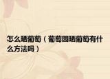 怎么晒葡萄（葡萄园晒葡萄有什么方法吗）