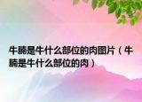 牛腩是牛什么部位的肉图片（牛腩是牛什么部位的肉）