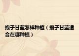 抱子甘蓝怎样种植（抱子甘蓝适合在哪种植）