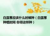 白露葱应该什么时候种（白露葱种植时间 你得这样种）