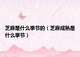 芝麻是什么季节的（芝麻成熟是什么季节）