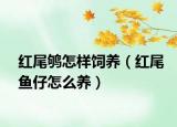 红尾鸲怎样饲养（红尾鱼仔怎么养）