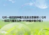 七叶一枝花的种植方法及注意事项（七叶一枝花穴播怎么种 4个种植步骤介绍）