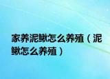 家养泥鳅怎么养殖（泥鳅怎么养殖）