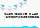 橙花瑞香下山桩养不活（橙花瑞香下山桩怎么种 这些注意点你知道么）