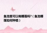 鱼池里可以栽睡莲吗?（鱼池睡莲如何种植）