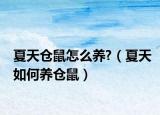 夏天仓鼠怎么养?（夏天如何养仓鼠）