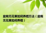 盆栽无花果如何养植方法（盆栽无花果如何养植）