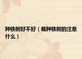 种铁树好不好（栽种铁树的注意什么）
