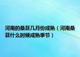 河南的桑葚几月份成熟（河南桑葚什么时候成熟季节）