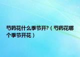 芍药花什么季节开?（芍药花哪个季节开花）