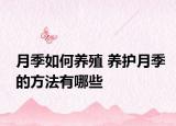月季如何养殖 养护月季的方法有哪些