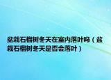 盆栽石榴树冬天在室内落叶吗（盆栽石榴树冬天是否会落叶）