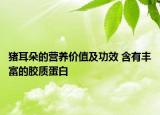 猪耳朵的营养价值及功效 含有丰富的胶质蛋白