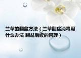 兰草的翻盆方法（兰草翻盆消毒用什么办法 翻盆后续的管理）