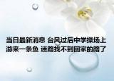 当日最新消息 台风过后中学操场上游来一条鱼 迷路找不到回家的路了