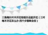 三角梅长叶不开花有啥办法能开花（三叶梅不开花怎么办 四个步骤教会你）