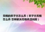 无根的君子兰怎么养（君子兰无根怎么养 怎样解决无根养活问题）