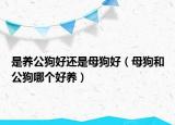 是养公狗好还是母狗好（母狗和公狗哪个好养）