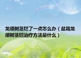 龙须树茎烂了一点怎么办（盆栽龙须树茎烂治疗方法是什么）