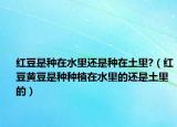 红豆是种在水里还是种在土里?（红豆黄豆是种种植在水里的还是土里的）