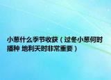 小葱什么季节收获（过冬小葱何时播种 地利天时非常重要）