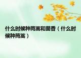 什么时候种茼蒿和茴香（什么时候种茼蒿）