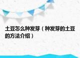 土豆怎么种发芽（种发芽的土豆的方法介绍）