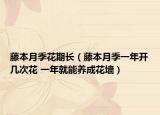 藤本月季花期长（藤本月季一年开几次花 一年就能养成花墙）