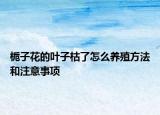 栀子花的叶子枯了怎么养殖方法和注意事项