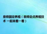 意蜂固定养殖（意蜂定点养殖技术 一起来看一看）