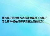 袖珍椰子的种植方法和注意事项（珍椰子怎么养 种植袖珍椰子需要注意的地方）