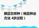 豌豆怎样种（碗豆种法方法 4步过程）