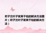 君子兰叶子发黄干枯的解决方法图片（君子兰叶子发黄干枯的解决方法）
