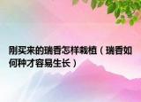 刚买来的瑞香怎样栽植（瑞香如何种才容易生长）
