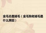 金毛总是掉毛（金毛狗老掉毛是什么原因）