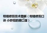 柑橘修剪技术图解（柑橘修剪口诀 小妙招的顺口溜）